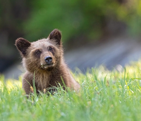 baby bear cub in tall grassy field