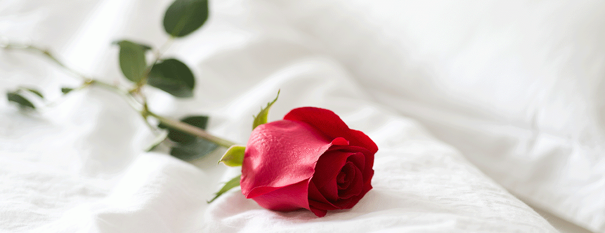 Rose on white sheets