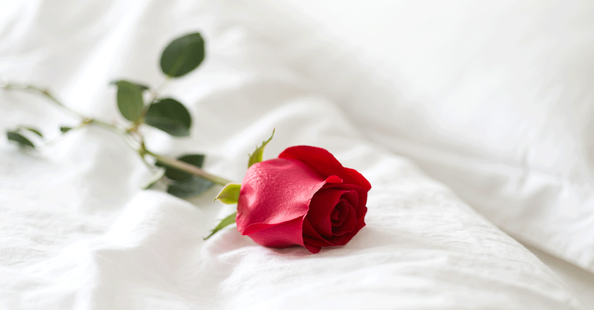 Rose on white sheets