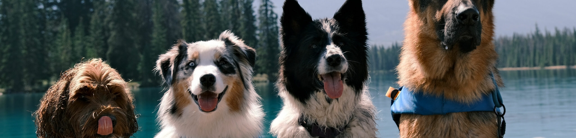 Four Dogs sitting pretty by lake