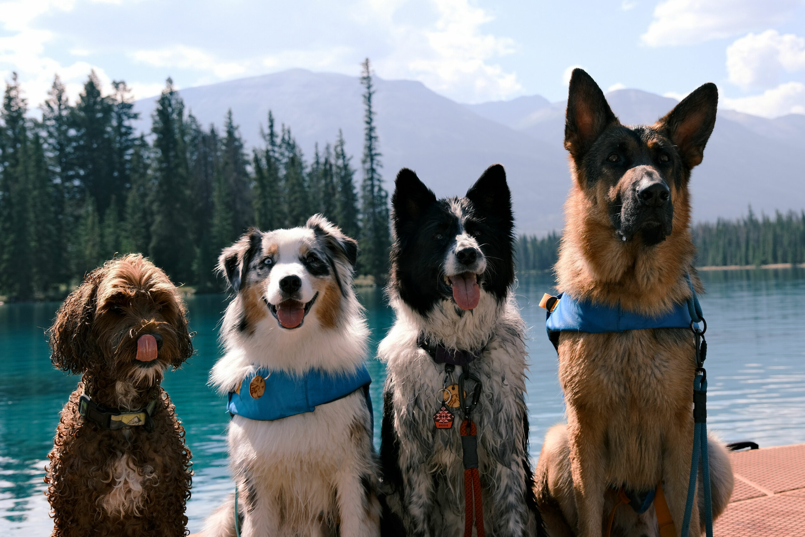 Four Dogs sitting pretty by lake