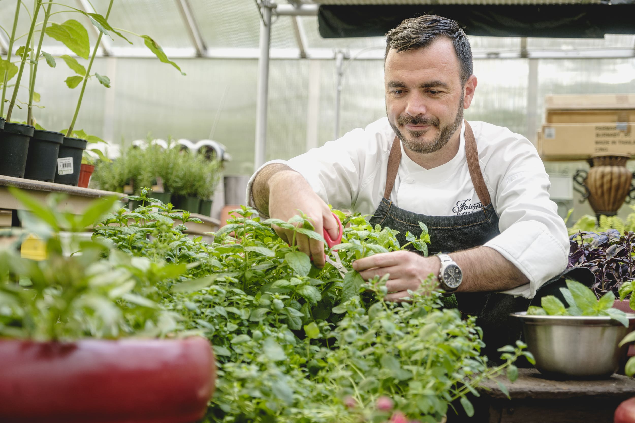 chef cutting some fresh herbs