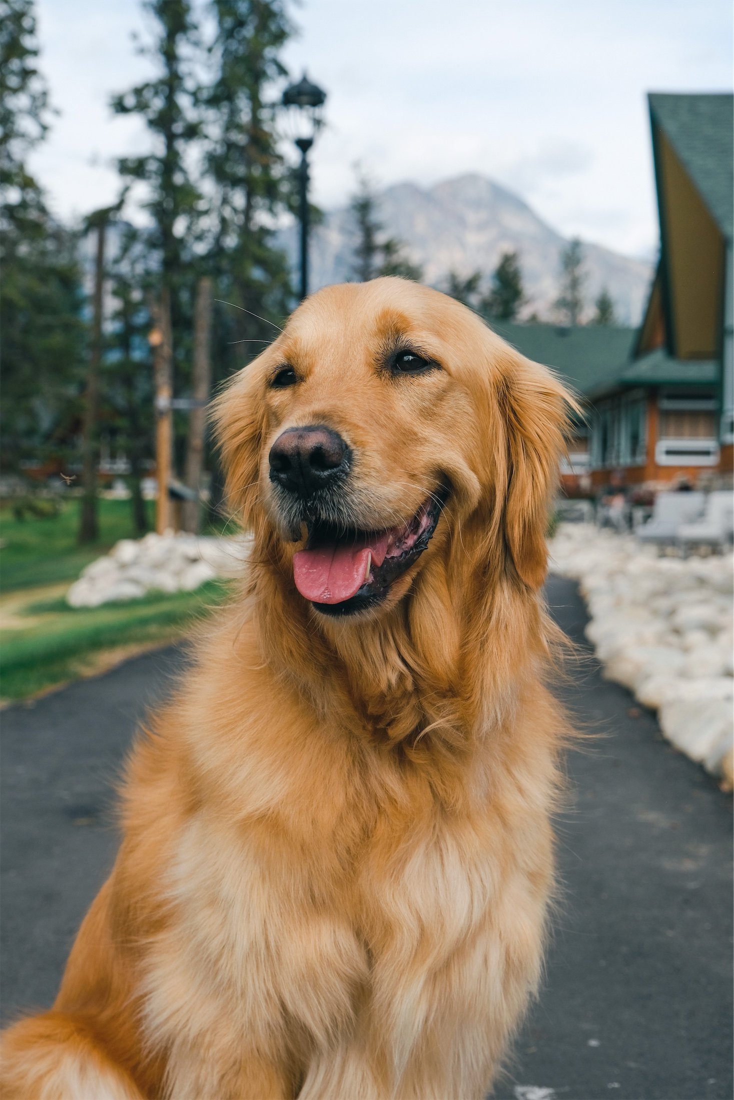 golden retriever sitting on a pathway