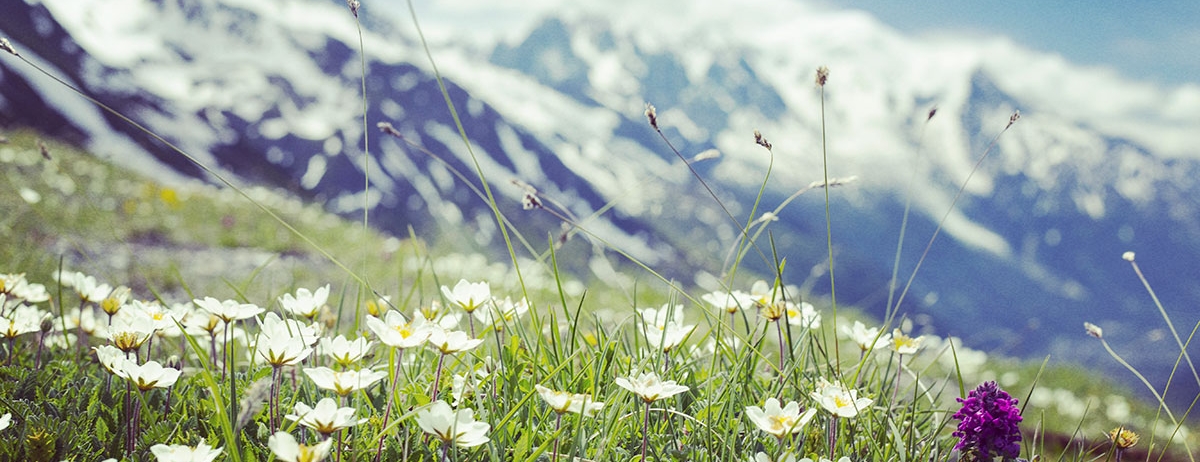 Spring mountain flowers