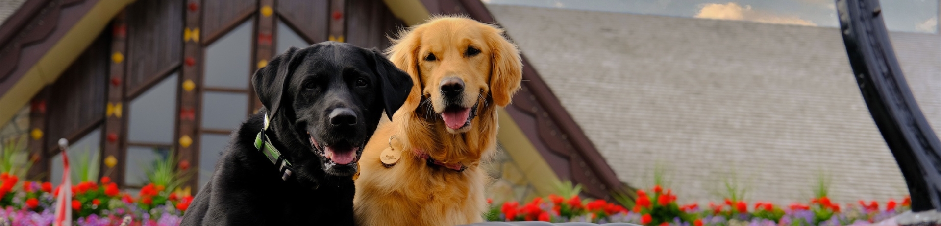 A black lab and a golden retriever sitting in an old-style car outside the front of Fairmont Jasper Park Lodge.