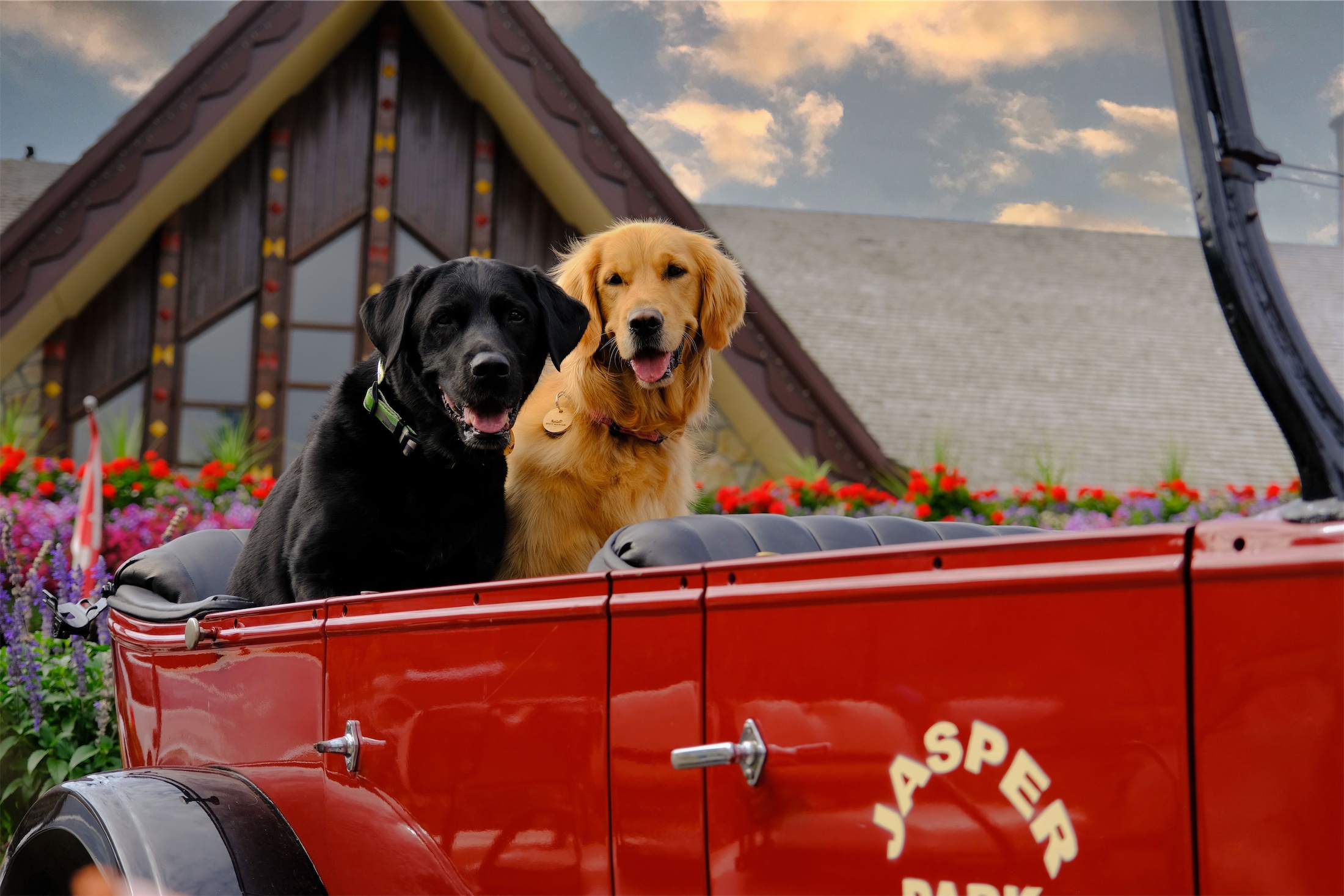 A black lab and a golden retriever sitting in an old-style car outside the front of Fairmont Jasper Park Lodge.