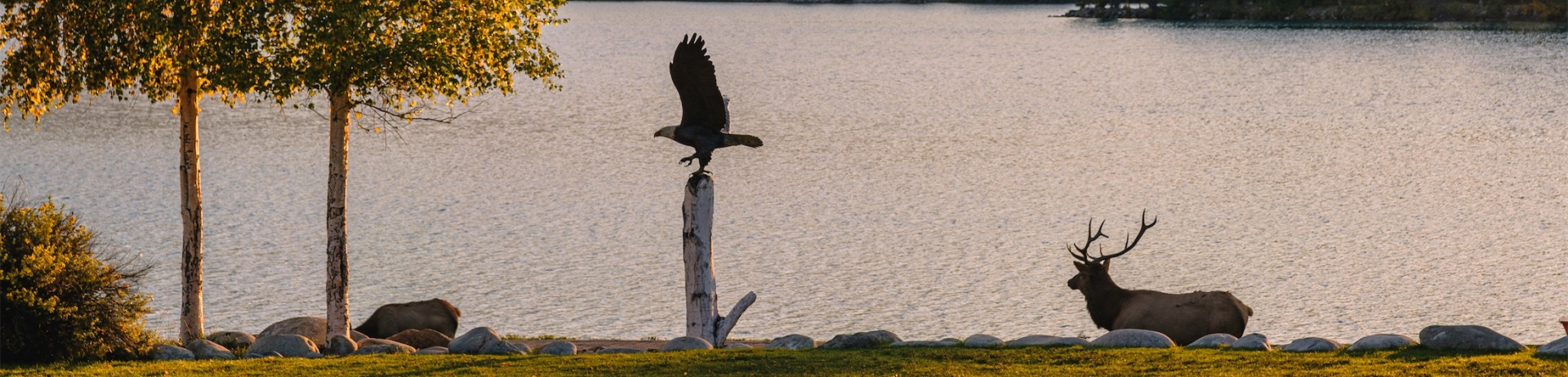 bald eagle and moose by a lake with mountains