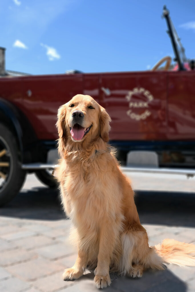 golden retriever next to red car