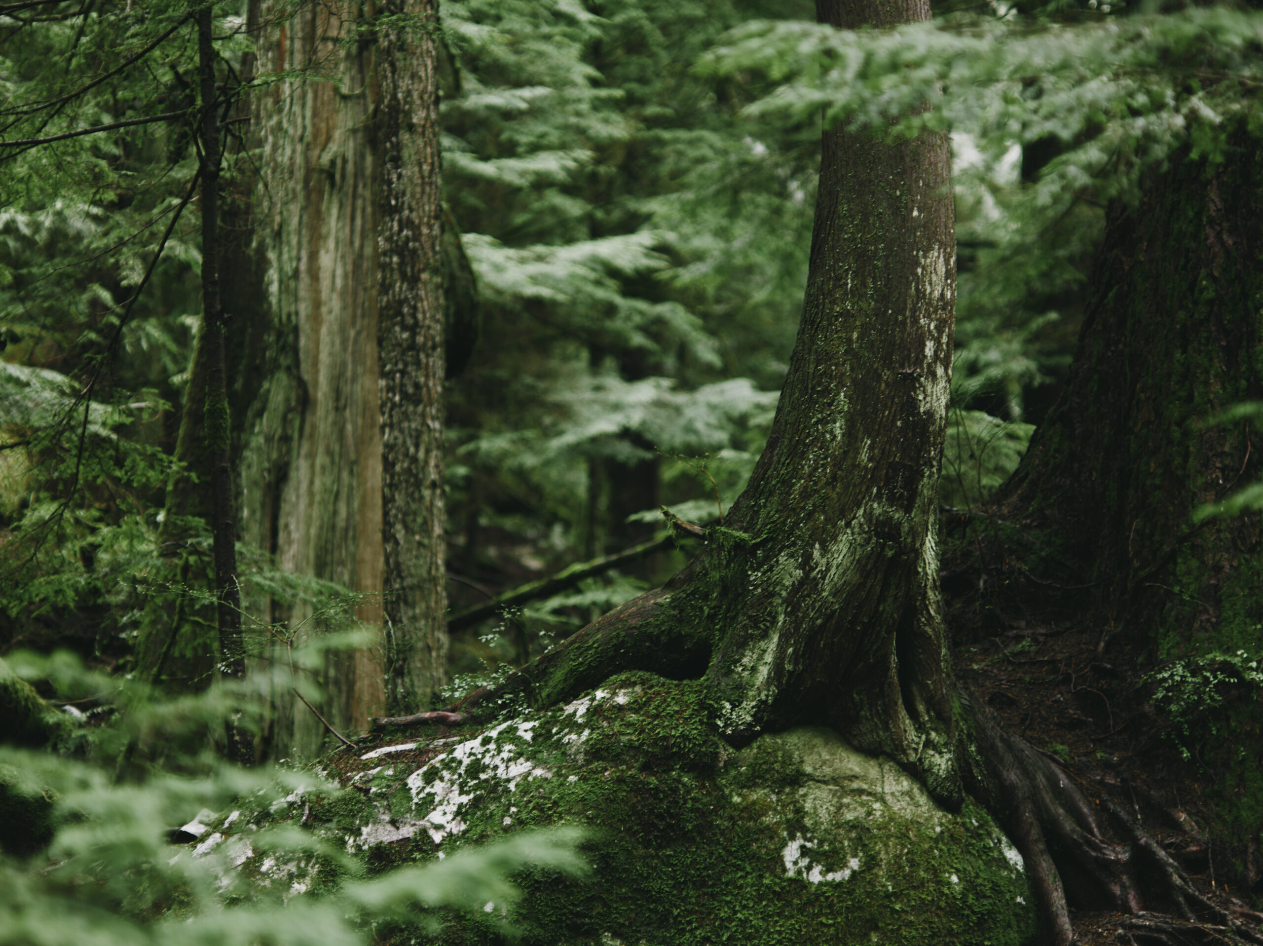 lush green forest