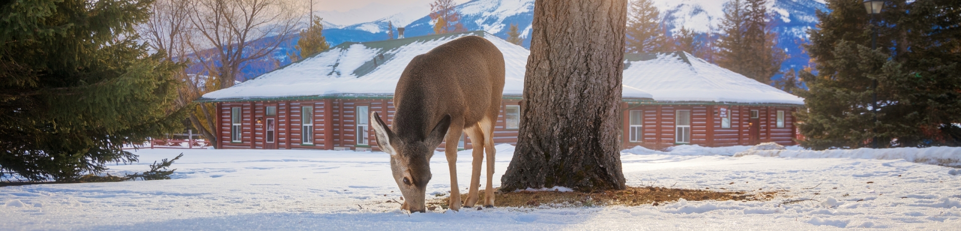 Resident deer enjoying spring at fairmont jasper park lodge