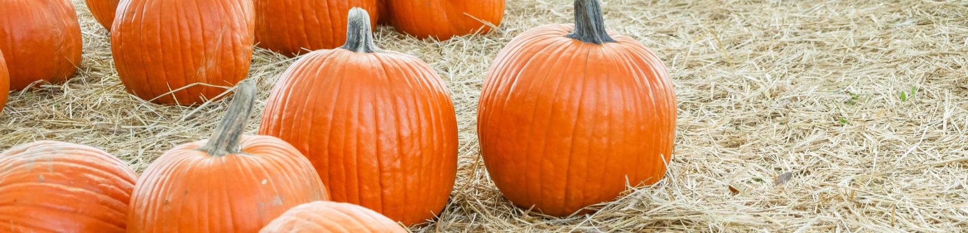 A bunch of orange pumpkins on straw on a pumpkin patch